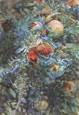  Pomegranates (mk18)